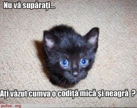 /album/funny-pictures/dnncyxiqxhgzmhuabmv-jpg/